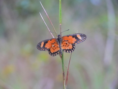 Acraea serena