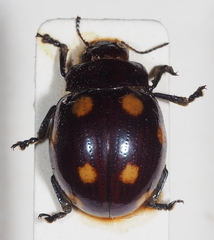 Chrysolinina