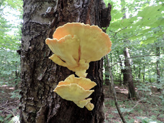 Laetiporus sulphureus