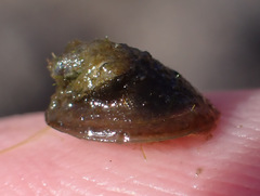 Ancylus striatus