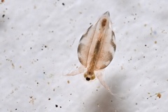 Daphniidae