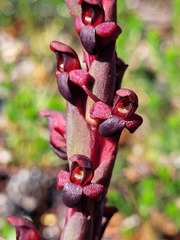 Disa atrorubens