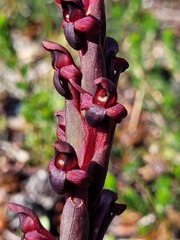 Disa atrorubens
