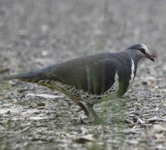 Leucosarcia melanoleuca