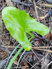 Arisarum