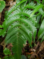 Dryopteris varia