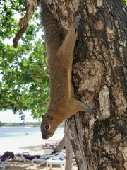 Callosciurus notatus