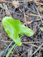 Arisarum
