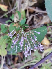 Trachelium caeruleum