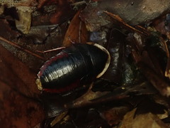 Opisthoplatia orientalis