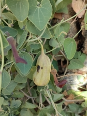 Aristolochia baetica