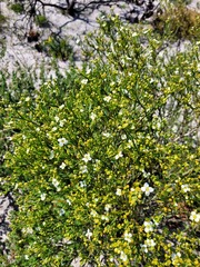 Montinia caryophyllacea