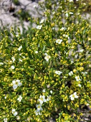 Montinia caryophyllacea