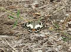 Papilio demoleus sthenelus