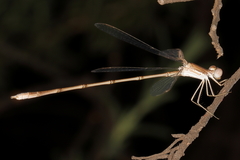 Lestes pallidus