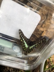 Graphium macfarlanei