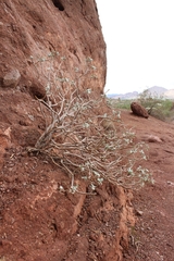 Encelia farinosa