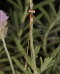 Lestes pallidus