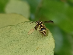 Stenodyneriellus guttulatus