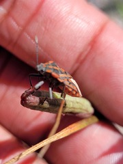 Spilostethus crudelis