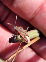 Spilostethus crudelis