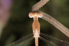 Lestes pallidus