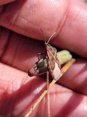 Spilostethus crudelis