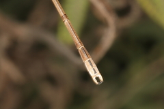 Lestes pallidus
