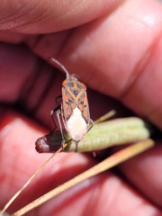 Spilostethus crudelis