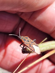 Spilostethus crudelis