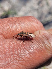 Spilostethus crudelis