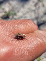 Spilostethus crudelis