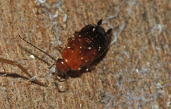 Loboptera decipiens