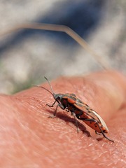 Spilostethus crudelis