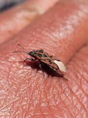 Spilostethus crudelis