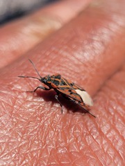 Spilostethus crudelis