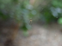 Tylorida