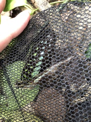 Graphium macfarlanei