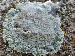 Lecanoromycetes