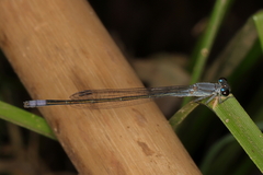 Pseudagrion salisburyense
