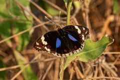 Junonia oenone oenone