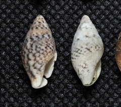 Pardalinops testudinaria
