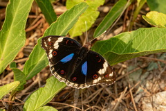 Junonia oenone oenone