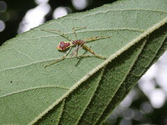 Epidaus sexspinus