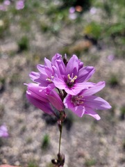 Ixia micrandra