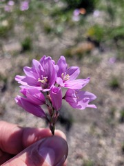 Ixia micrandra