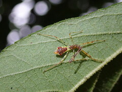 Epidaus sexspinus