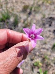 Ixia micrandra