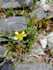 Ranunculus gracilipes