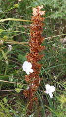 Orobanche amethystea amethystea